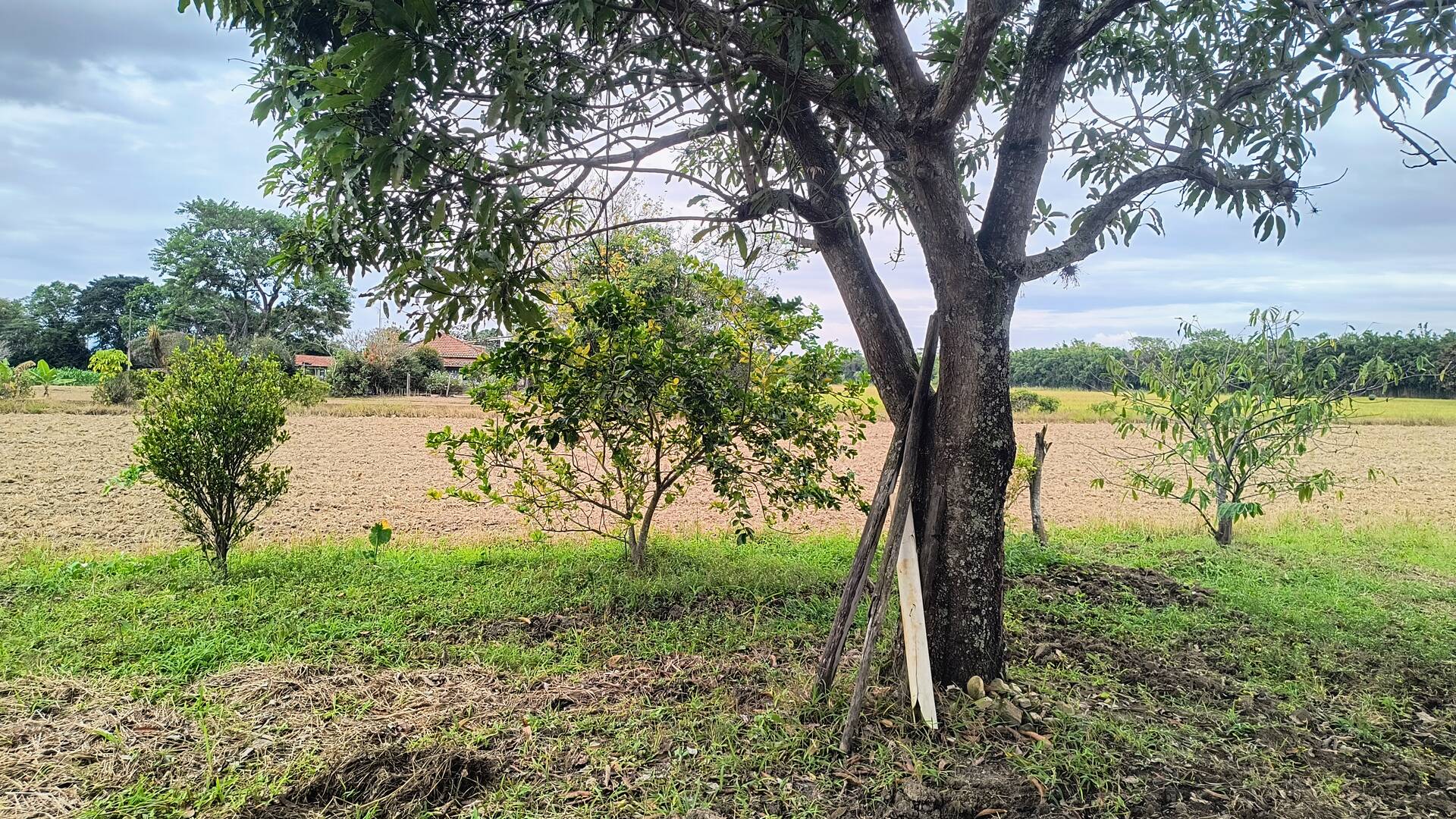 Sítio, 2 quartos, 3 hectares - Foto 4