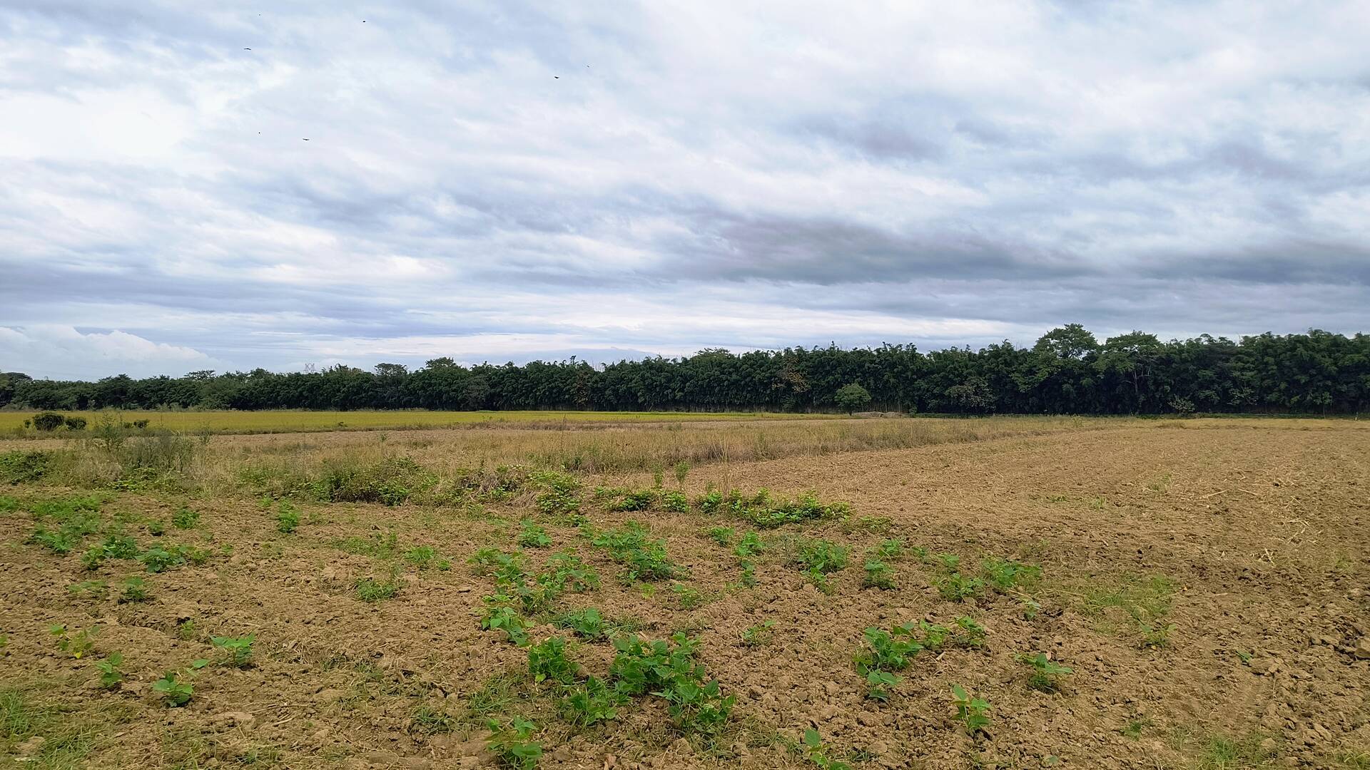 Sítio, 2 quartos, 3 hectares - Foto 8