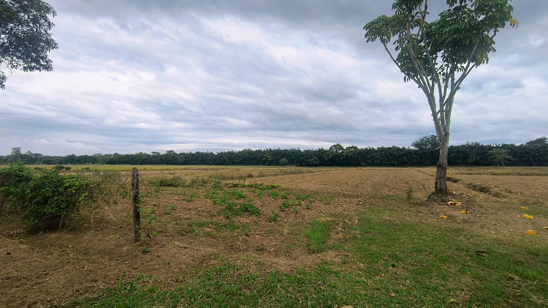 Sítio, 2 quartos, 3 hectares - Foto 13
