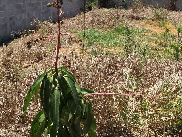 Chácara para Venda em Guaratinguetá - 4